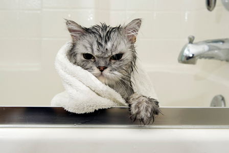 Veterinarijos klinika pataria, kaip maudyti namines kates